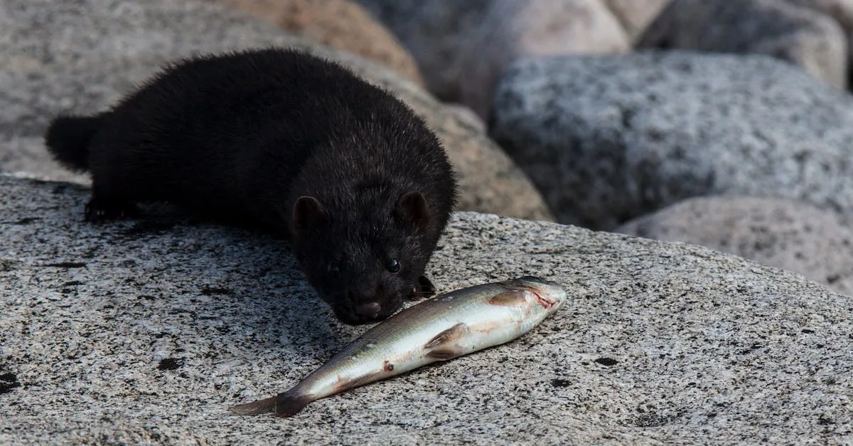 découvrez tout sur le marten, un petit mammifère carnivore connu pour sa fourrure luxuriante et son agilité dans les forêts.