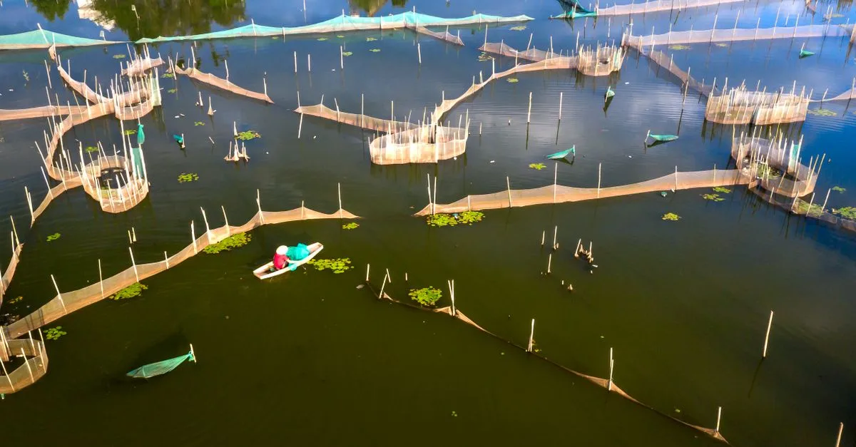 découvrez les avantages de l'aquaponie, une méthode d'élevage intégrée combinant la pisciculture et la culture végétale pour un système durable et écologique.