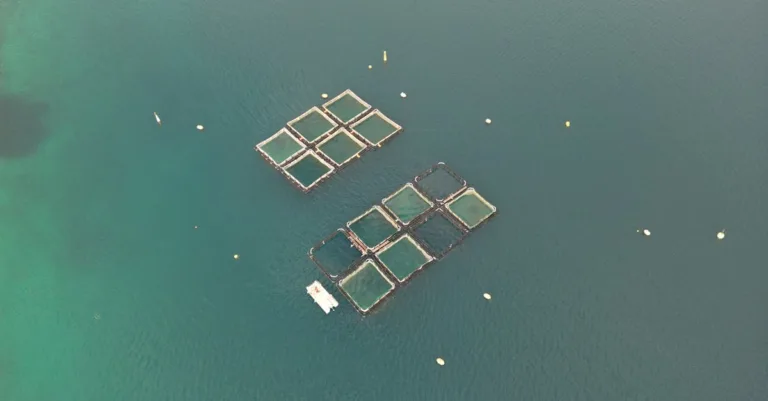 découvrez l'aquaponie : une méthode innovante combinant l'élevage de poissons et la culture de plantes pour un système agricole durable et écologique.