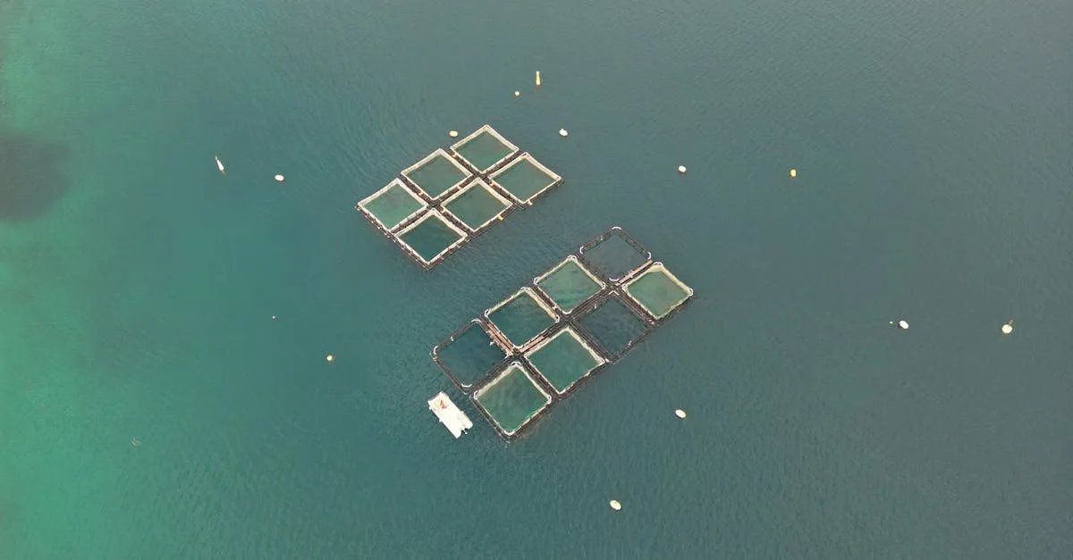 découvrez l'aquaponie : une méthode innovante combinant l'élevage de poissons et la culture de plantes pour un système agricole durable et écologique.
