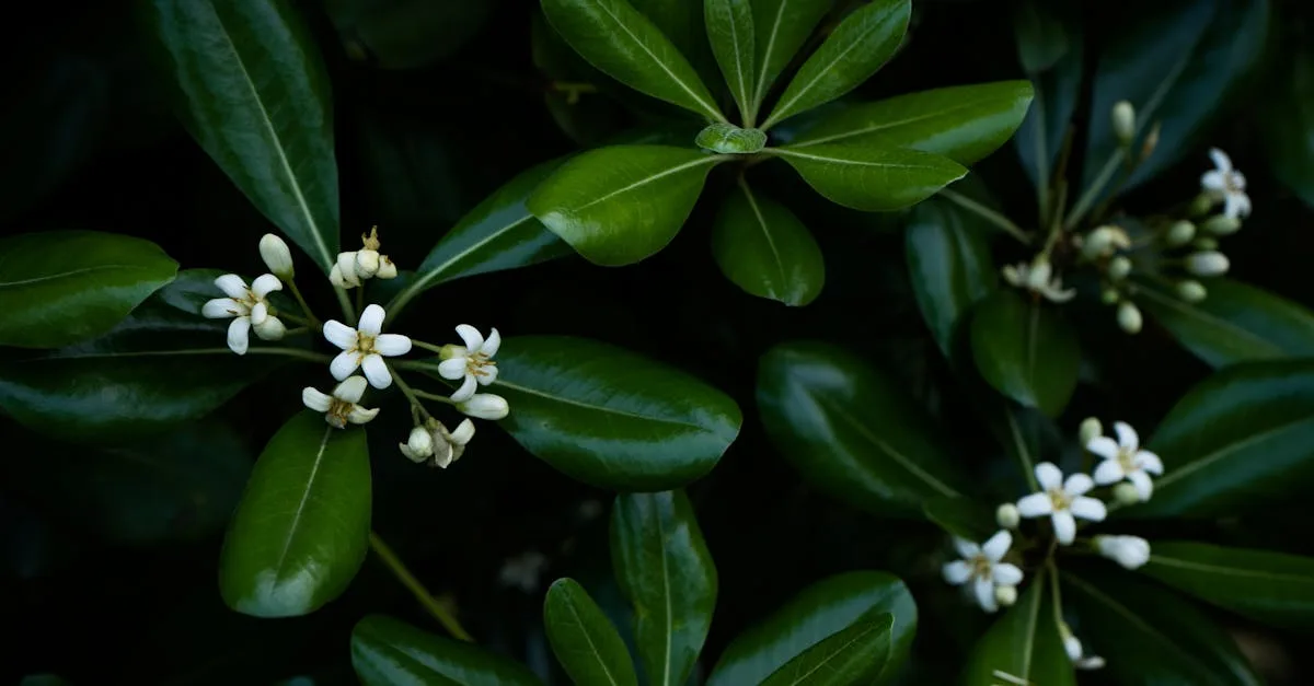 guide complet pour l'entretien du pittosporum kohuhu : conseils de plantation, arrosage, taille et soins pour une croissance saine.