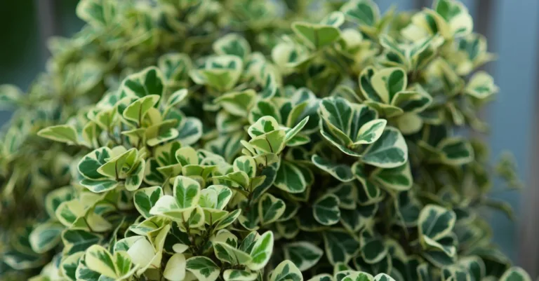 découvrez comment prendre soin du pittosporum kohuhu avec nos conseils d'entretien pour assurer une croissance saine et un bel aspect à votre plante.