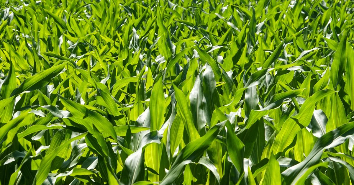 découvrez les pratiques d'agriculture durable pour préserver les ressources naturelles, favoriser la biodiversité et assurer une production alimentaire responsable et respectueuse de l'environnement.