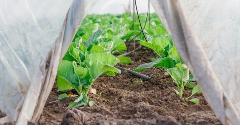 découvrez les pratiques d'agriculture durable pour préserver l'environnement, améliorer la qualité des sols et assurer une production alimentaire responsable et respectueuse de la nature.