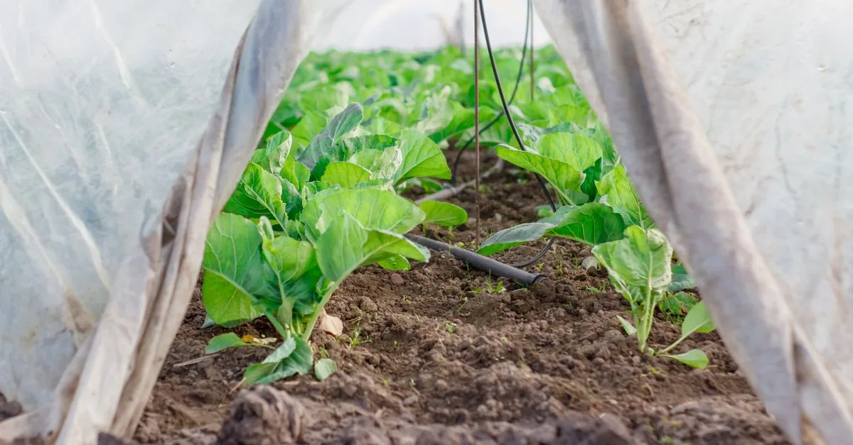 découvrez les pratiques d'agriculture durable pour préserver l'environnement, améliorer la qualité des sols et assurer une production alimentaire responsable et respectueuse de la nature.