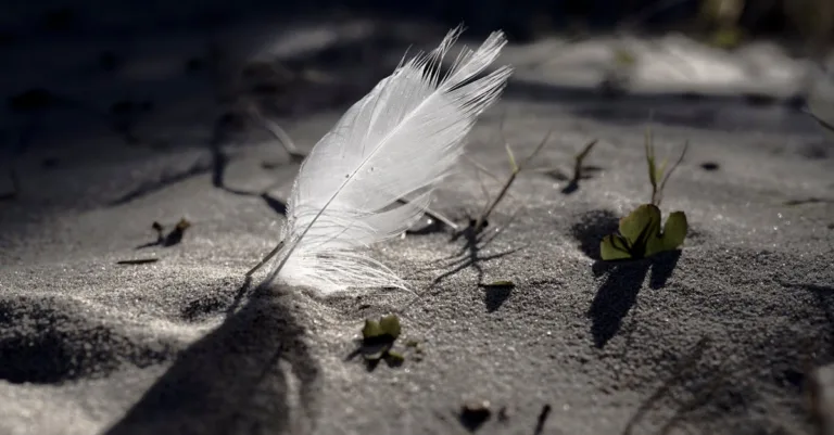 découvrez webfeather, votre solution innovante pour la création de sites web modernes, rapides et performants. boostez votre présence en ligne avec webfeather.