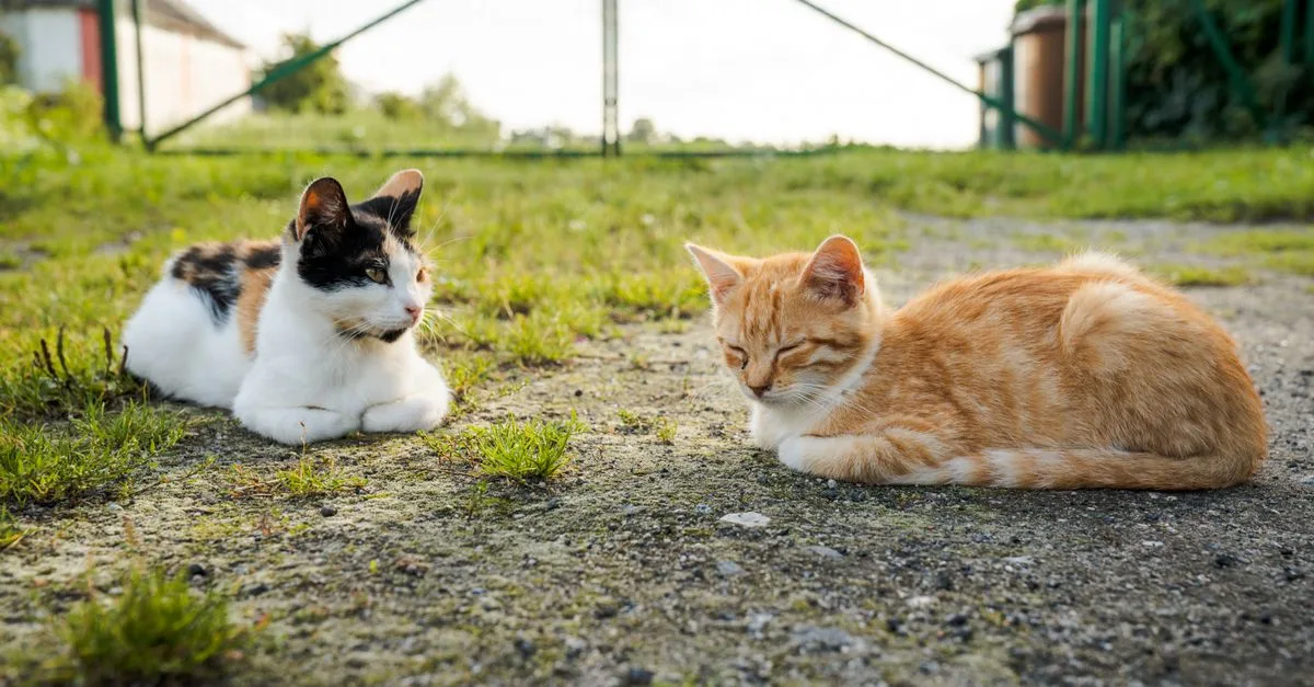conseils pour une cohabitation harmonieuse entre chats : astuces pratiques pour favoriser la paix et le bien-être de vos félins à la maison.