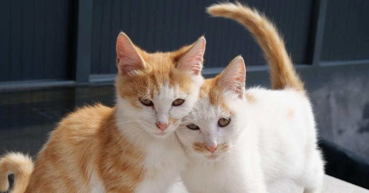 découvrez des conseils pratiques pour favoriser la coexistence harmonieuse entre plusieurs chats et assurer leur bien-être au quotidien.