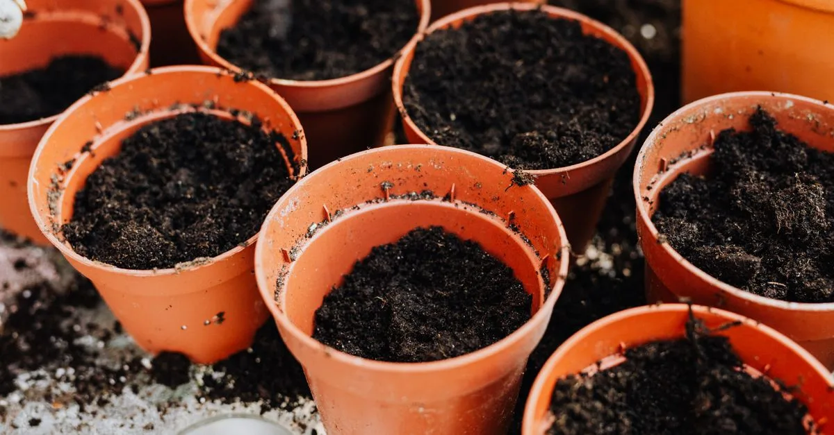 découvrez comment cultiver des courgettes en pots avec nos conseils pratiques pour réussir une récolte abondante même en espace réduit.