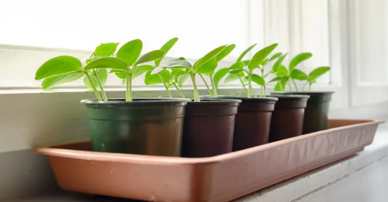 découvrez comment cultiver des courgettes en pots facilement, même en espace réduit, pour une récolte abondante et savoureuse.