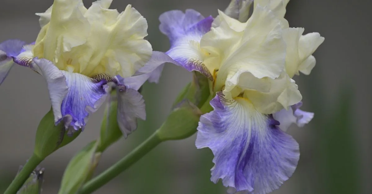 guide complet pour planter des iris : conseils sur le choix de l'emplacement, la préparation du sol, la plantation et l'entretien pour des fleurs éclatantes.