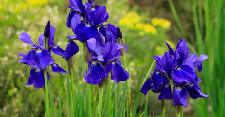 apprenez à planter des iris avec nos conseils pratiques pour un jardin coloré et fleuri.