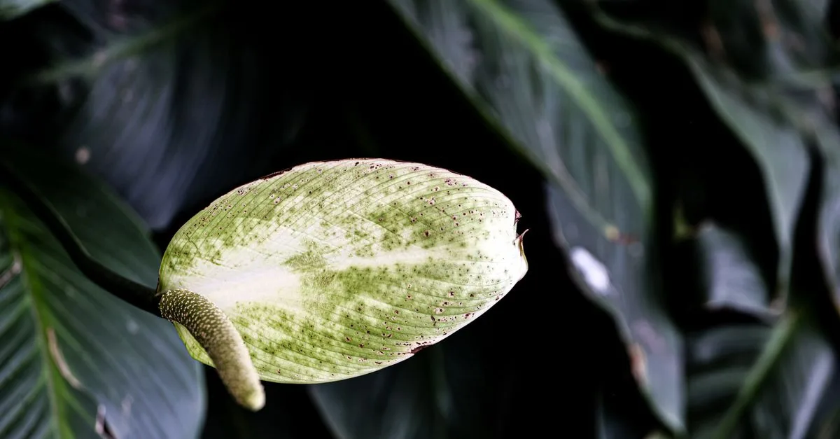 découvrez pourquoi les feuilles de votre spathiphyllum pendent et comment redonner vigueur et beauté à votre plante d'intérieur grâce à nos conseils d'entretien.