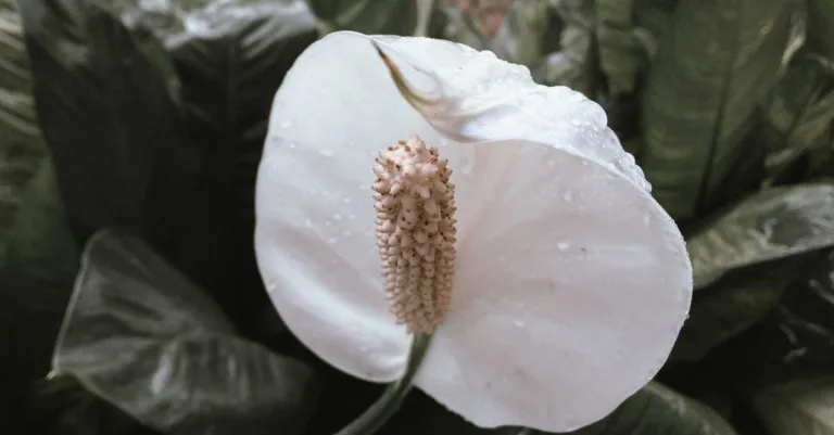 découvrez pourquoi les feuilles de votre spathiphyllum tombent et comment y remédier grâce à nos conseils d'entretien simples et efficaces.