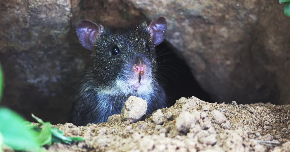 détection et élimination des trous de souris : solutions efficaces pour identifier et réparer les pénétrations causées par les rongeurs dans votre maison.