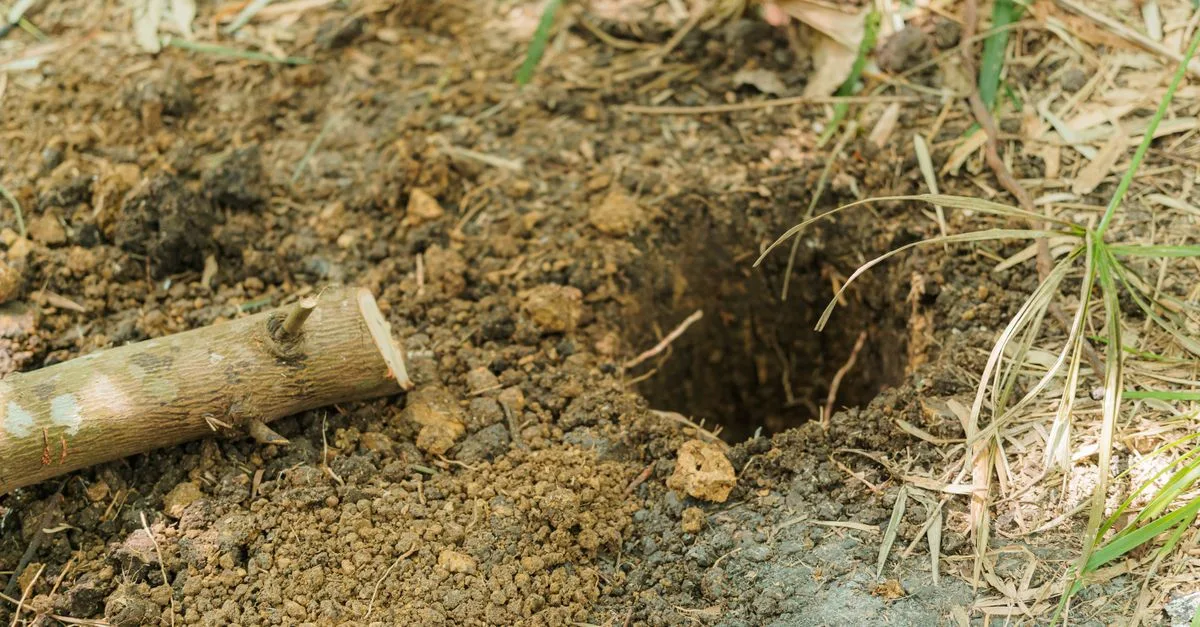 détection et élimination des trous de souris : solutions efficaces pour protéger votre domicile et prévenir les dégâts causés par les rongeurs.